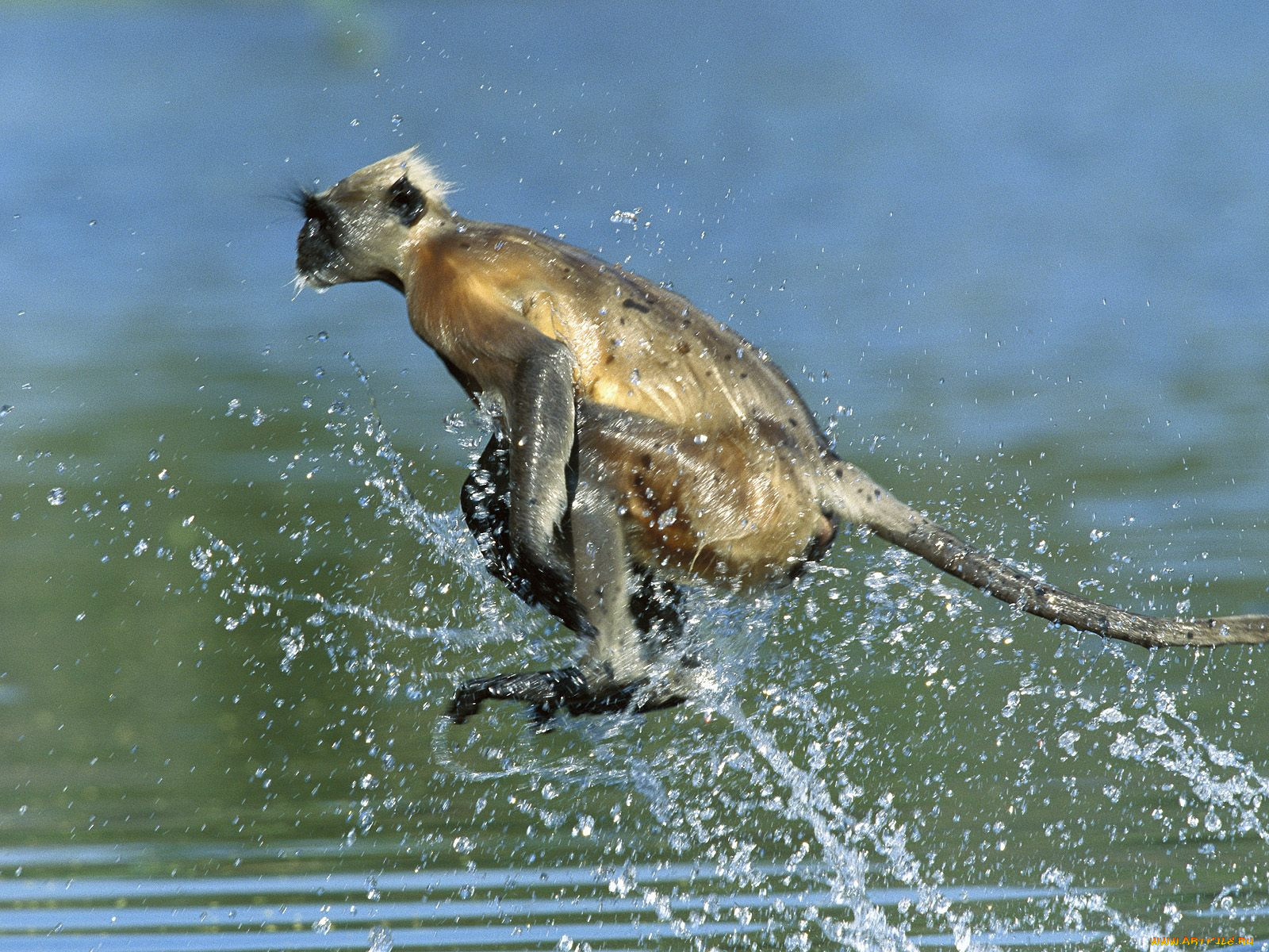 hanuman, langur, crossing, river, rajasthan, india, , 